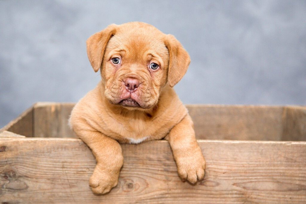 dogue de bordeaux, puppy, dogs